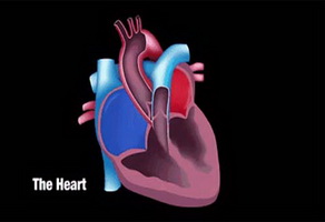 冠心病的誤區(qū) | 放了支架就萬事大吉了嗎？