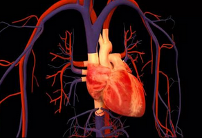 二尖瓣關(guān)閉不全應(yīng)該如何選擇合適的手術(shù)治療