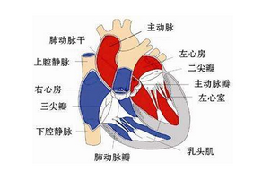 風(fēng)濕性心臟病該注意哪些細(xì)節(jié)來(lái)預(yù)防患病