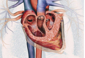 什么是動(dòng)脈硬化