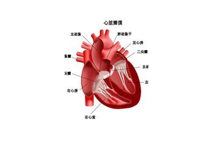 心臟的電刺激傳導(dǎo)系統(tǒng)是