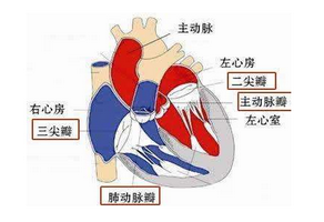 心臟康復(fù)的流程