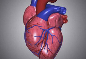 預(yù)防心臟瓣膜病的發(fā)生可以采取哪些措施