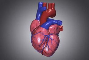 高血壓性心臟病者如何運動