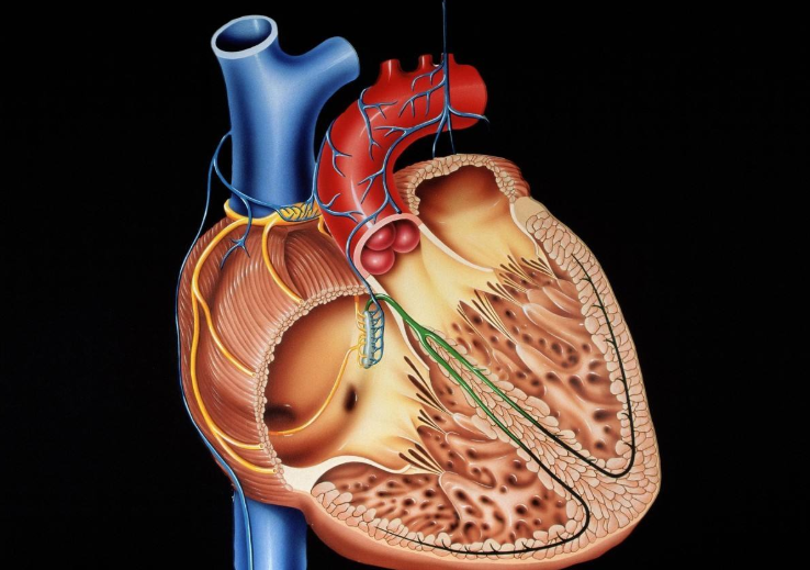 風濕性心臟病的臨床癥狀表現(xiàn)