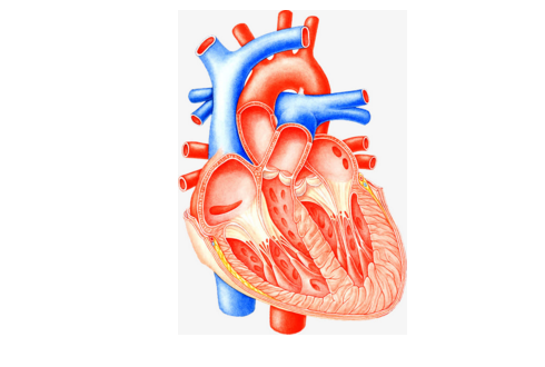 先天性心臟病的術(shù)后護(hù)理工作