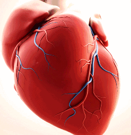 類風(fēng)濕性心臟病的特點(diǎn)