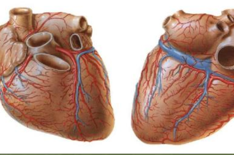病人在冠心病康復(fù)過(guò)程中要注意什么