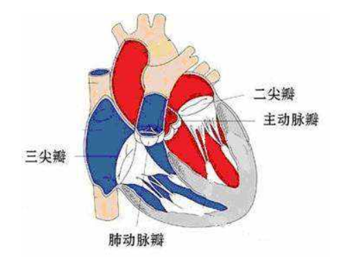 心律失常出現(xiàn)的癥狀是什么