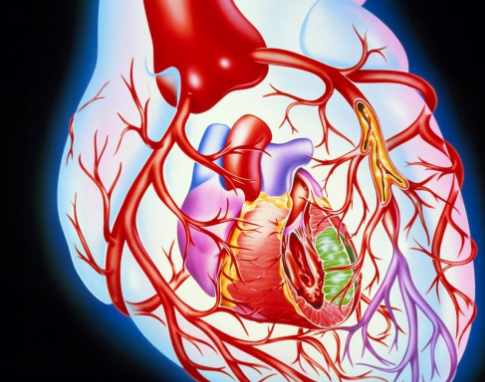 心臟健康的怎么維護(hù)