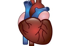 3項(xiàng)注意讓您擁有年輕心臟